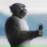 BENZCOUNTGANG