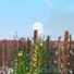 Free Wind