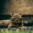 Cat Relaxing Master