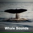 Whale Sounds
