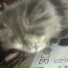Yngxjiji