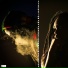 Dub School, Ama Akroma, Fyah Nation