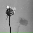 daur