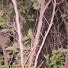 Neukrapsio, H3artcrush