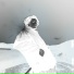 bxpolar