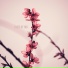 Avinash