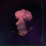Chasms