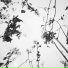 Solza Mist
