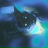 My Tora, icantluvv