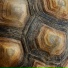 AORRTA