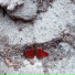 Crawling Stream