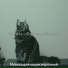 Музыка для кошек марочный