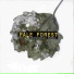 Pale Forest
