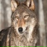 GreyWolf