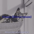 Музыка для кошек виброфон