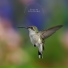 Forest Birdsong