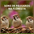 Sons da Natureza Projeto ECO Brasil