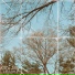 oakwhisper