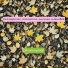 Antonpoët