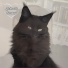 Titi l'amour des animaux