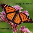 Tony Romano