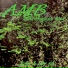 Arvid Martinsen Band