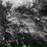 Dwell With The Woods