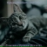 Музыка для кошек марочный