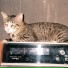 Natcat