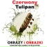 Czerwony Tulipan