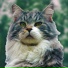 Bad Imposter