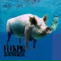 Pigays