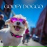 Dog Music Club