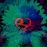 ROFA