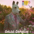 Galgo Orphelin