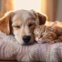 Happy Pets, Musicality, Rainstorm Serenity