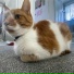 Big Ginger