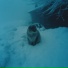 wintercat