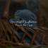 Cat Music, Cat Music Dreams, Cat Music Experience