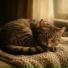 ONCE, Мурчание кошек и котят