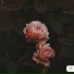 Mia La Rose