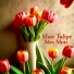 Mari Tulipe