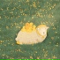 李闻陇