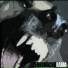 Perro Macho