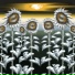 Petrokinetic