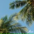 Acco