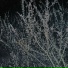metaego