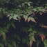 Lluvia Relajante, Música Zen Relaxante, Relajación