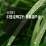 Love Of Bamboo Floor