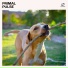 Dog Music, Dog Bedtime, Puppy Music, Calm Paws